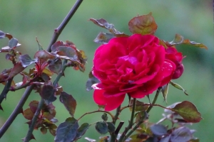 Dame de Coeur