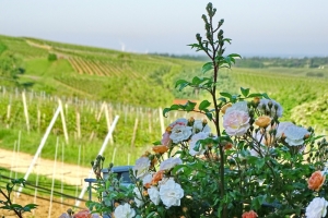 Rosenblüte vor jungen Rebgärten