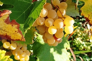 Herbstfreuden, das sieht gut aus!