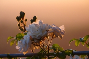 Ghislaine de Feligonde im Abendlicht